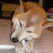 shibahiroaki