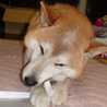 shibahiroaki