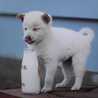 れな犬