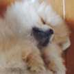 pome*pome