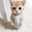はちねこ。