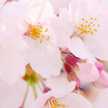 桜うさぎ❀