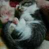 sugar_kyo