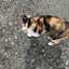 猫野ごんた