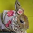 うさこびより