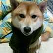 バシコバ