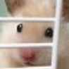 すずら