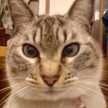青い目のねこ