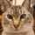 青い目のねこ 青い目のねこ