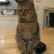 猫田かあさん＊