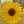 Sunshine45