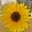 Sunshine45