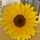 Sunshine45 Sunshine45