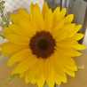 Sunshine45