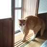 みねtama
