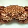 カルビ定食