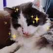 みもたらチー