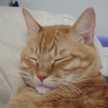 ｄｒｅａｍｃｈａｎ