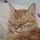dreamchan dreamchan