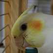 ナッツバター