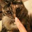 ねねこ姫