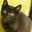 黒猫ノア