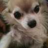 michelley