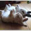 うさぎ寝
