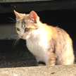 ねこlove♡