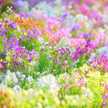Linaria＊