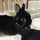 yacco826 yacco826