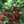 クックhaseken