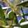 olive_mori olive_mori
