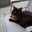 hitokocat