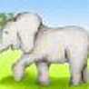 paon paon