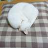 きじとしろ