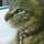 ねこりぼ