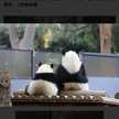 pandalike