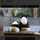 pandalike pandalike