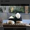 pandalike
