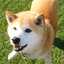さぶsabu