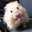 shigechan: