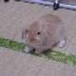 ピンクのわたがし