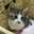 あかねこ29