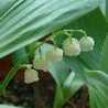 capp