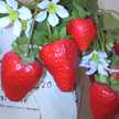 framboise⁂