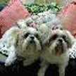 Hachi