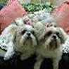 Hachi