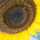 le_coton le_coton