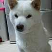 柴犬ジュン